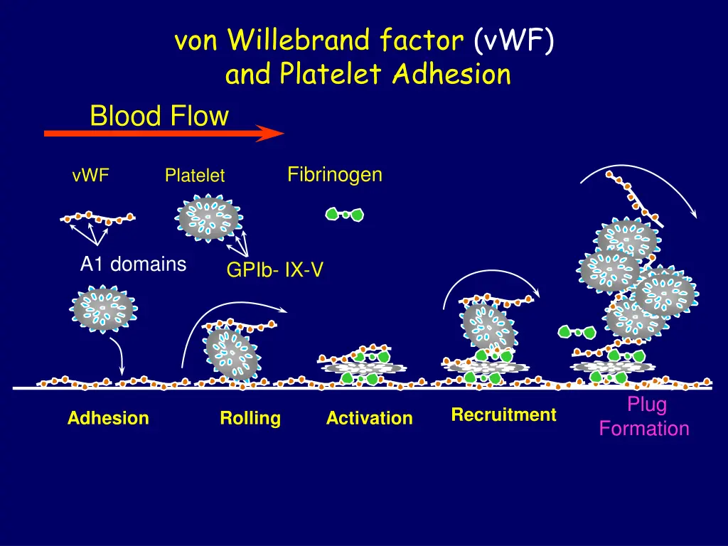 von willebrand factor vwf and platelet adhesion