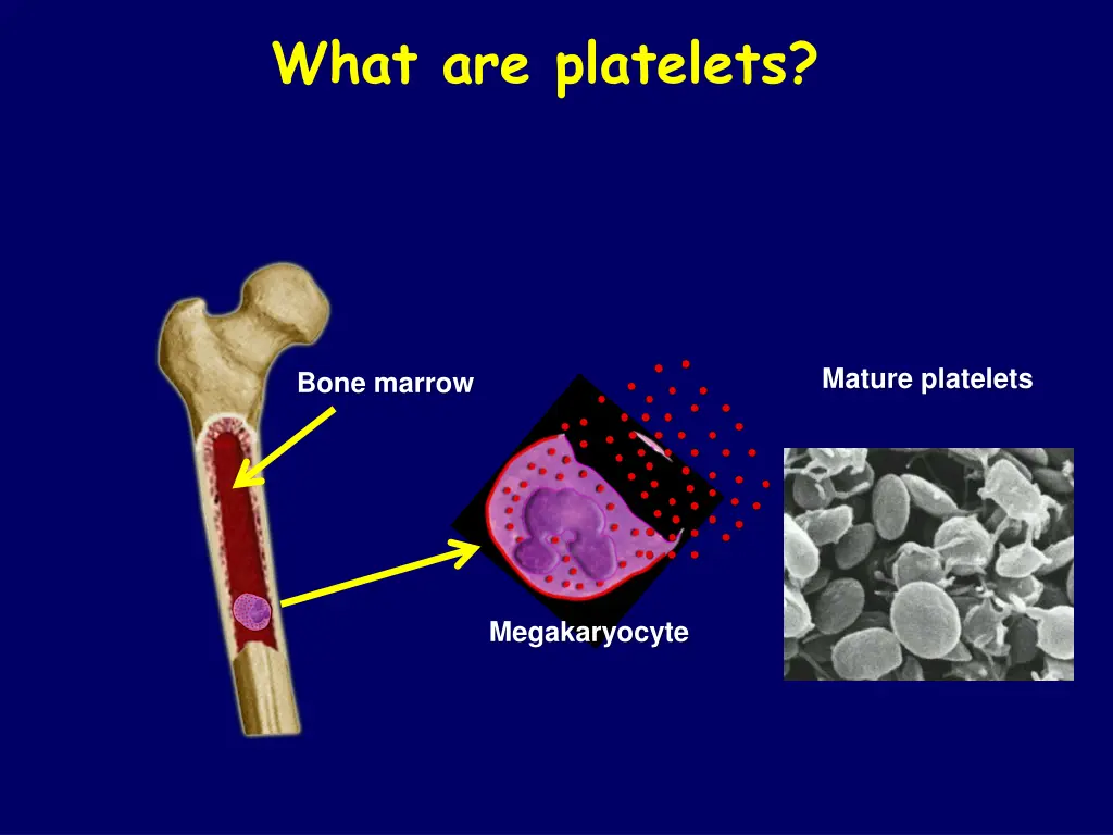 what are platelets 1