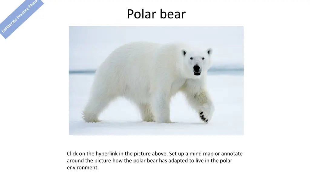 polar bear