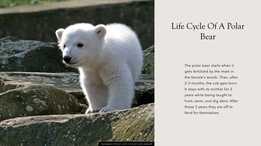 life cycle of a polar bear