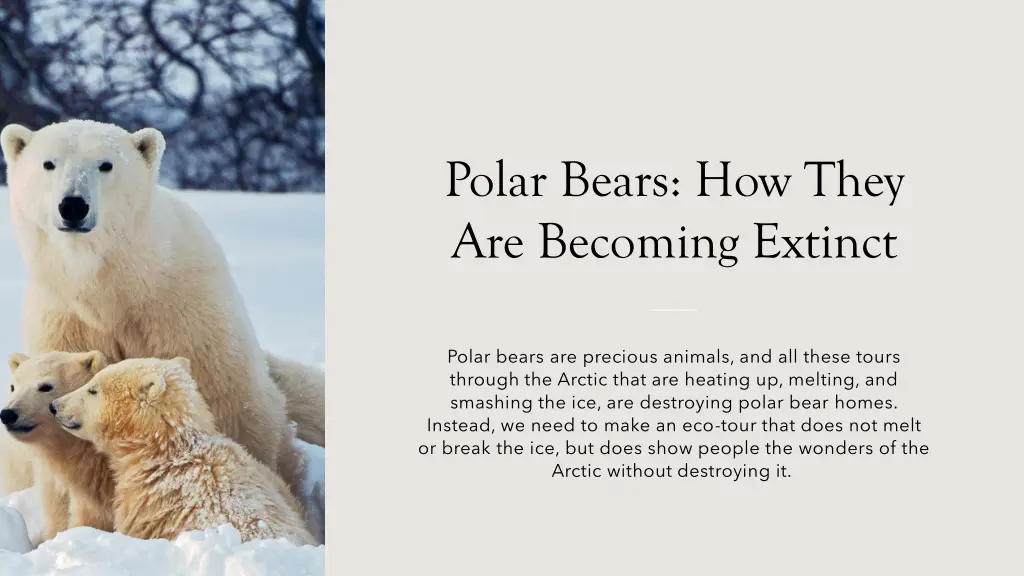 polar bears how they are becoming extinct