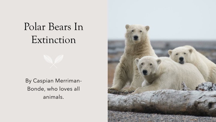 polar bears in extinction