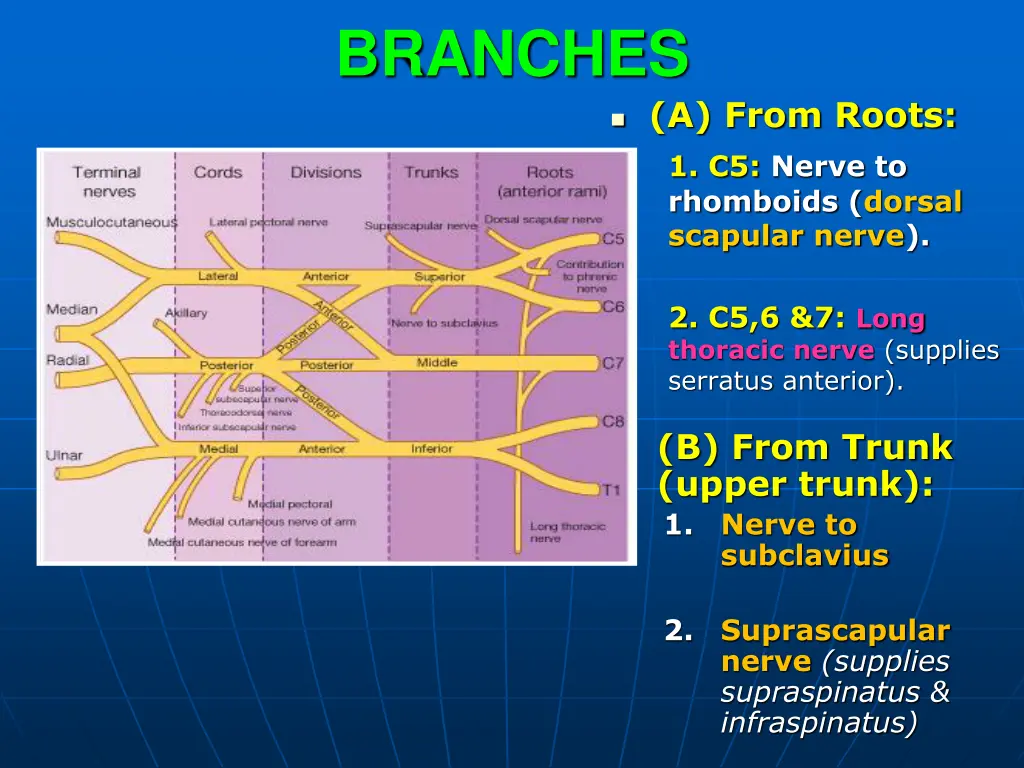 branches