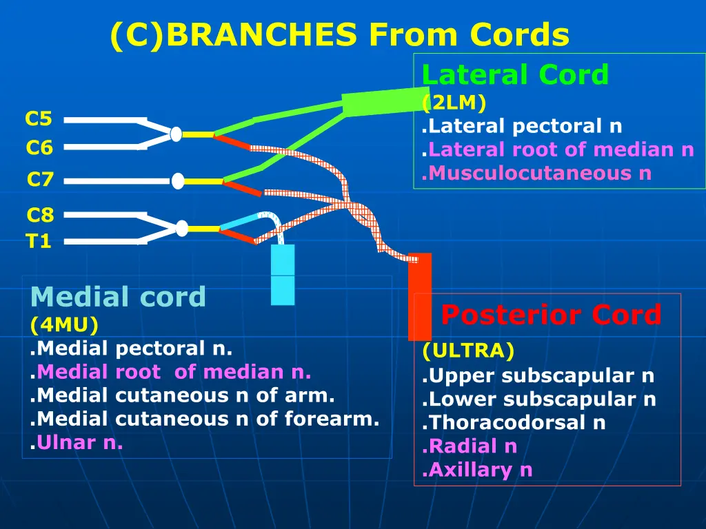 c branches from cords