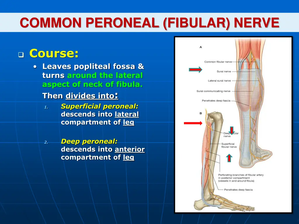 common peroneal fibular nerve