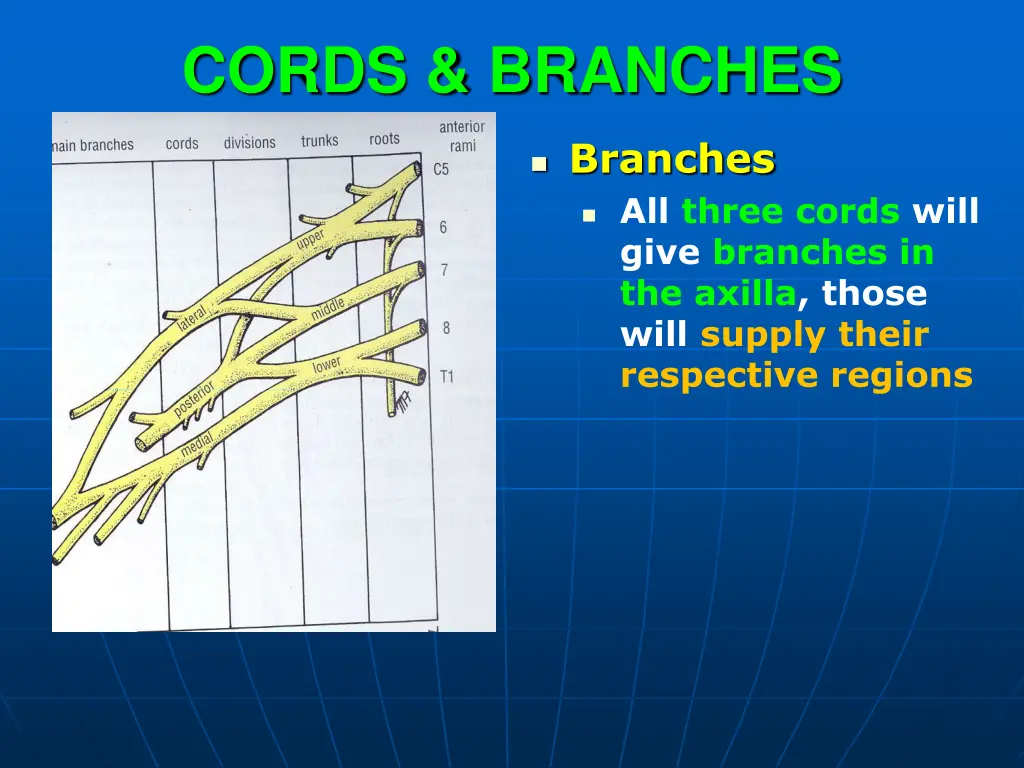 cords branches