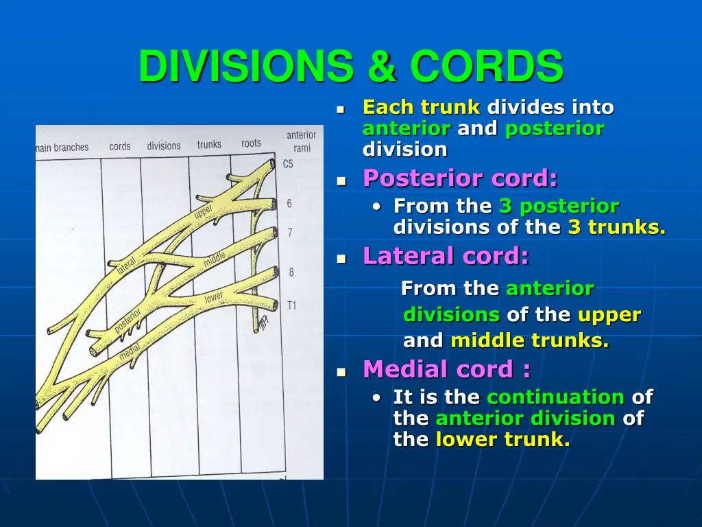 divisions cords