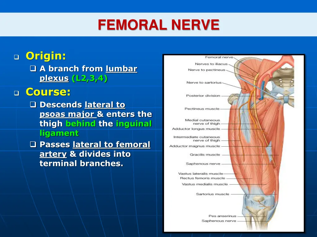 femoral nerve