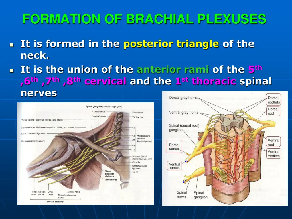 formation of brachial plexuses