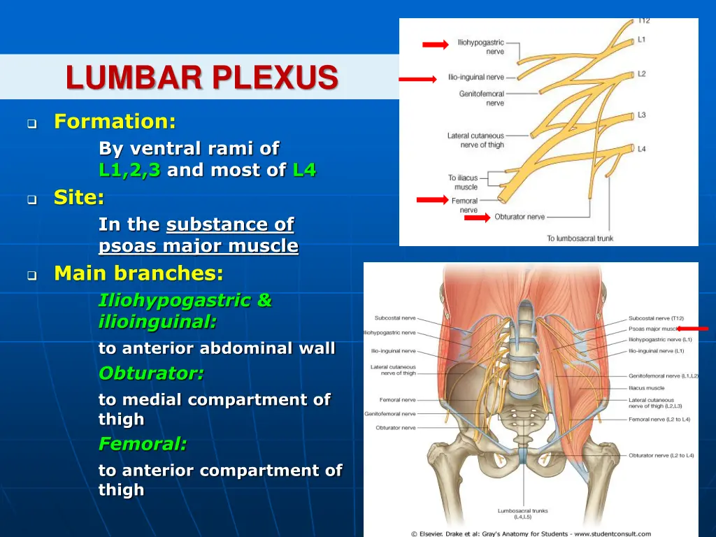 lumbar plexus