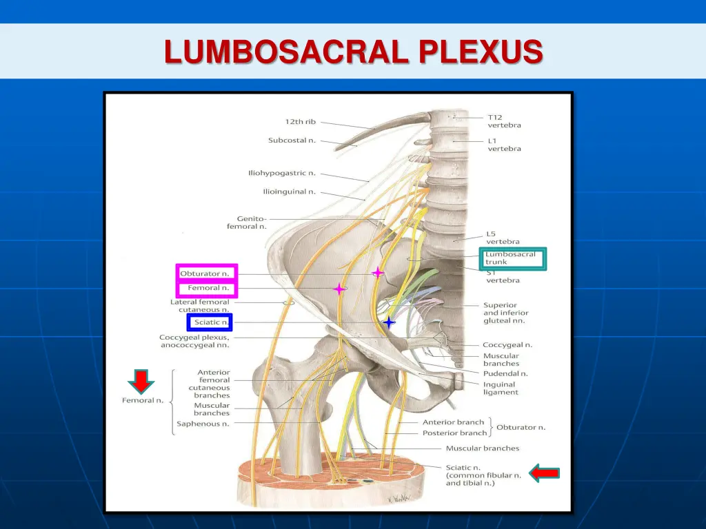 lumbosacral plexus