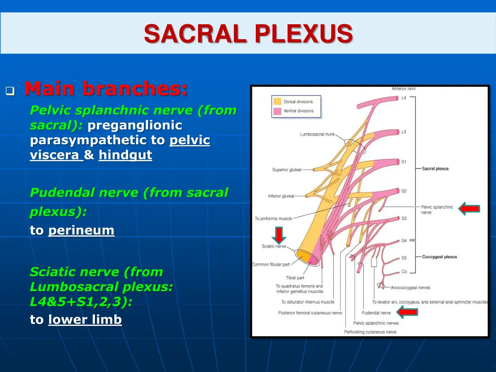 sacral plexus 1