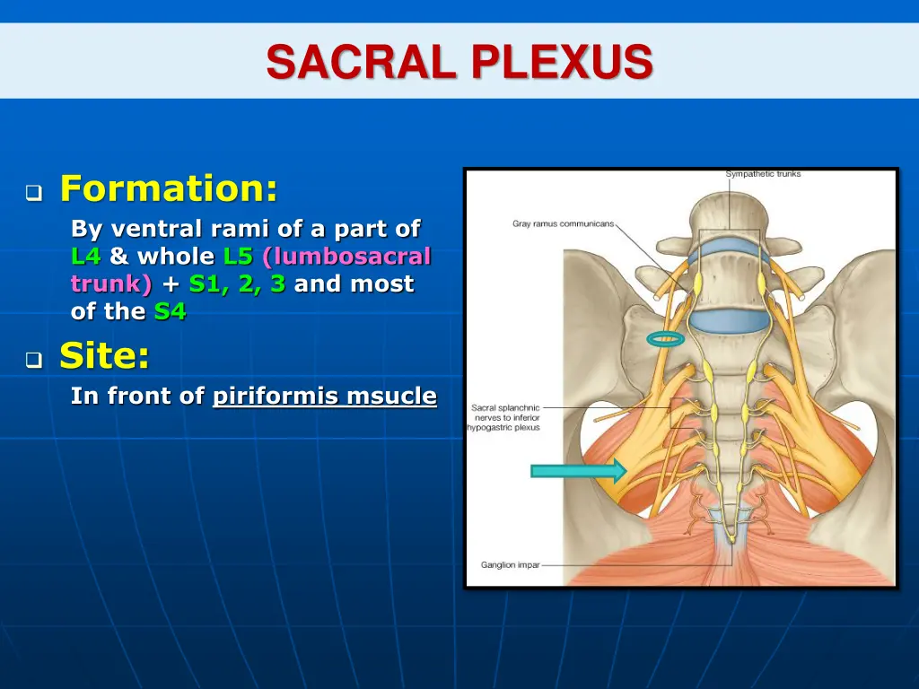 sacral plexus