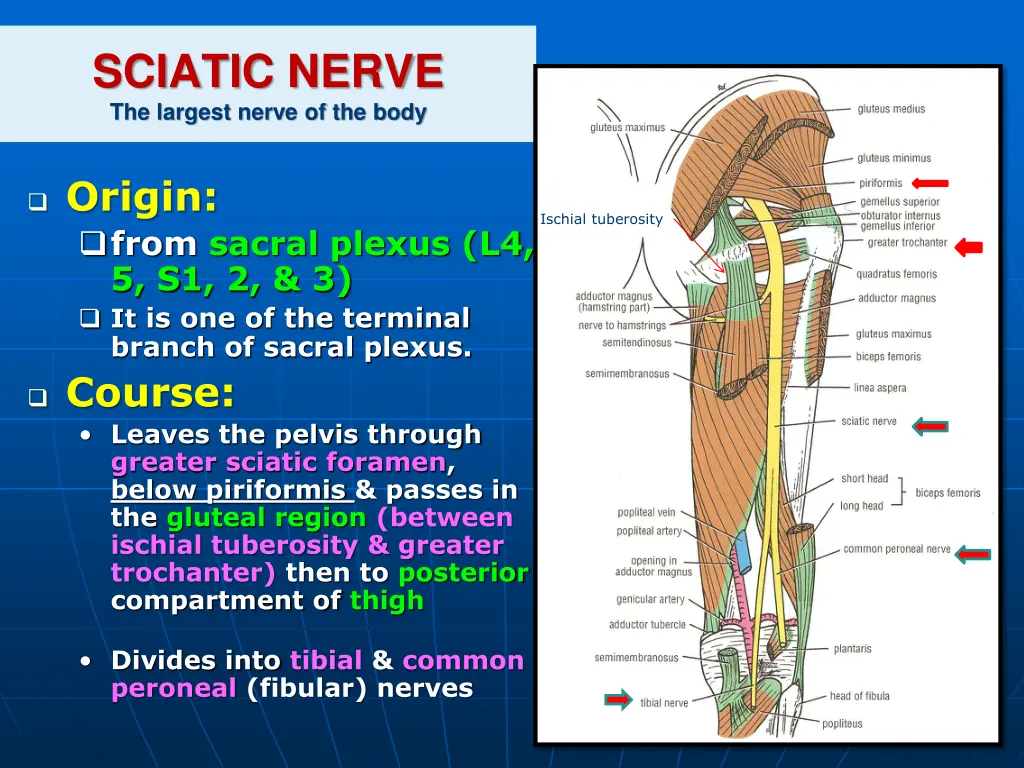 sciatic nerve the largest nerve of the body