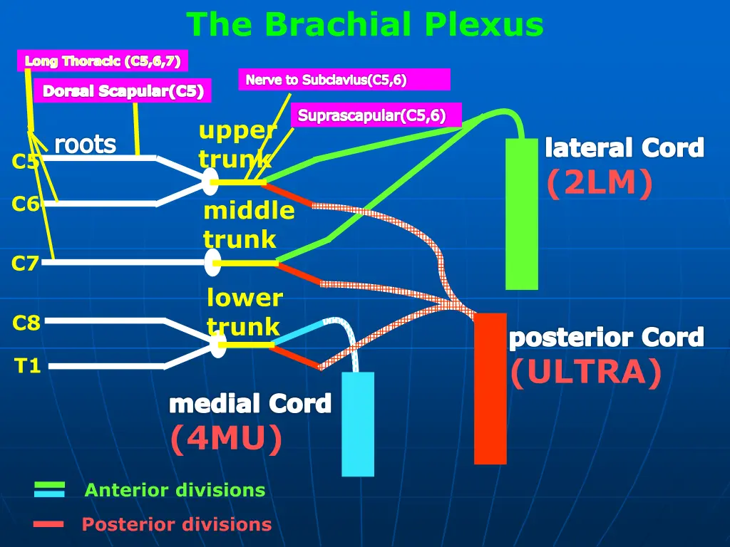 the brachial plexus