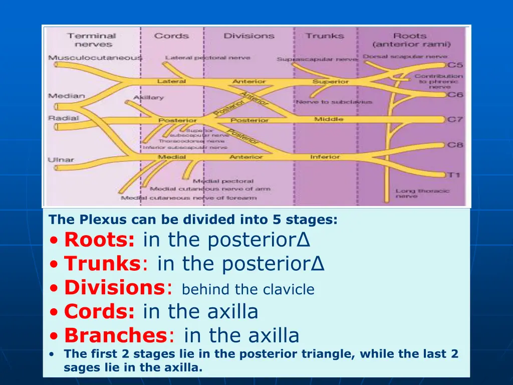 the plexus can be divided into 5 stages roots