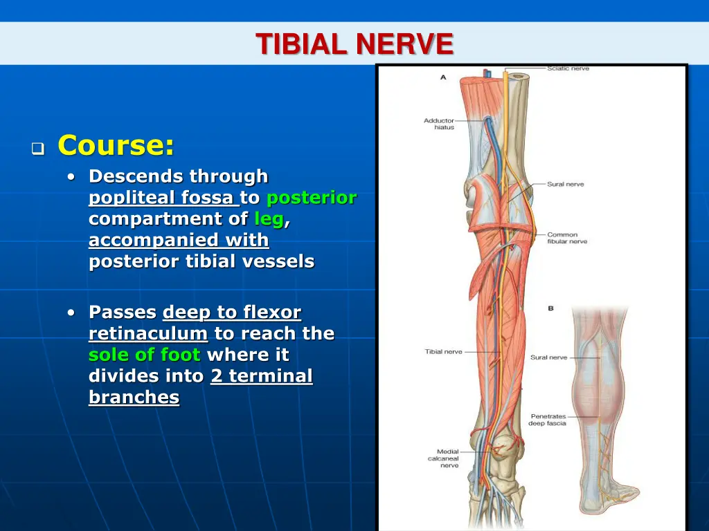 tibial nerve