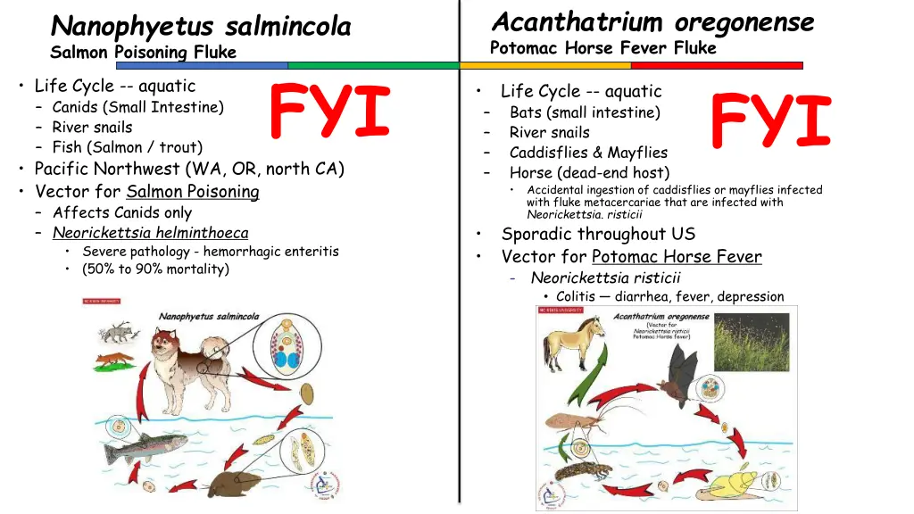 acanthatrium oregonense potomac horse fever fluke