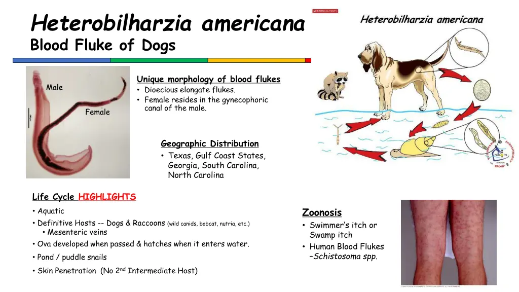 heterobilharzia americana blood fluke of dogs