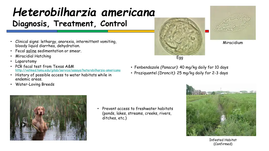 heterobilharzia americana diagnosis treatment