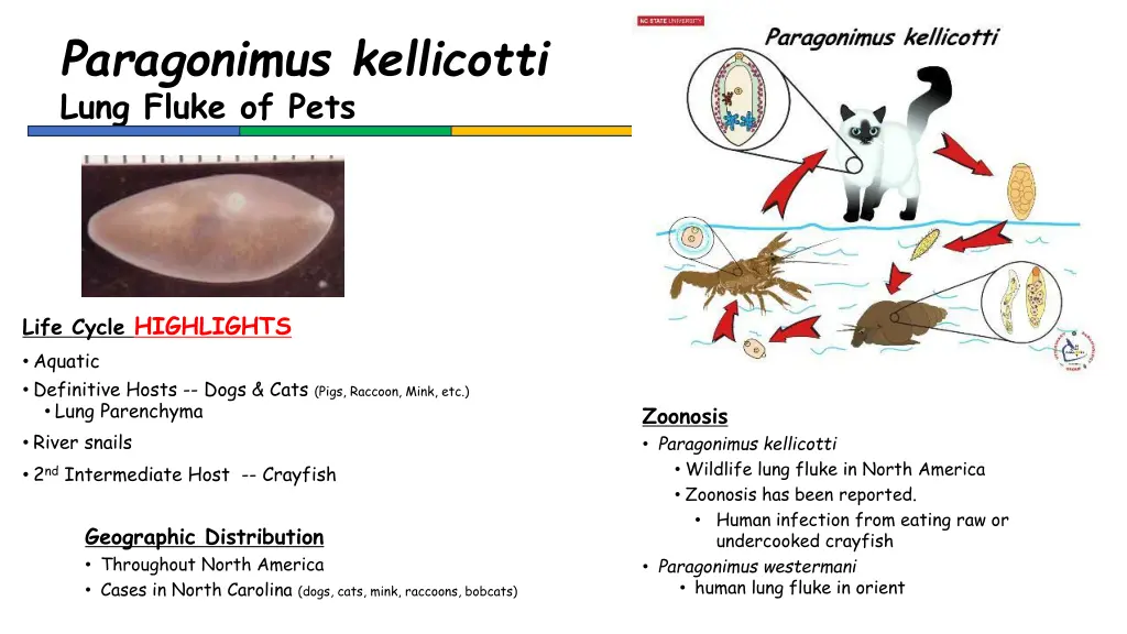 paragonimus kellicotti lung fluke of pets