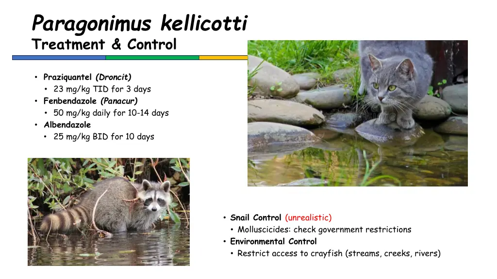 paragonimus kellicotti treatment control