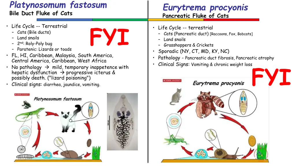 platynosomum fastosum bile duct fluke of cats