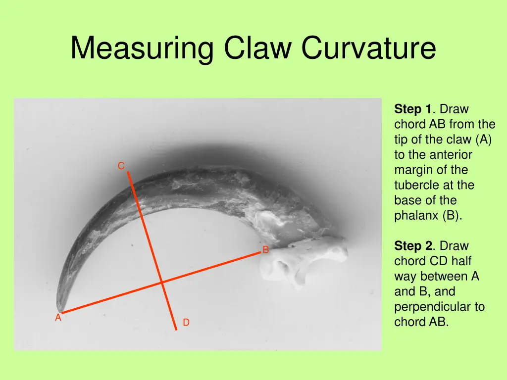 measuring claw curvature 1