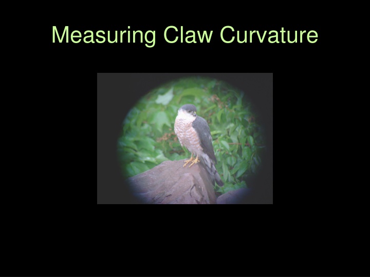 measuring claw curvature