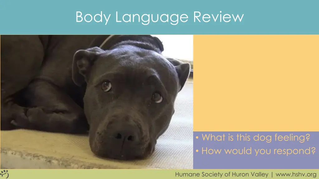 body language review