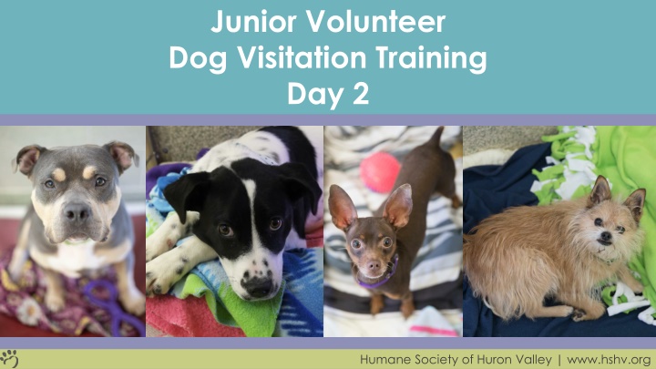 junior volunteer dog visitation training day 2