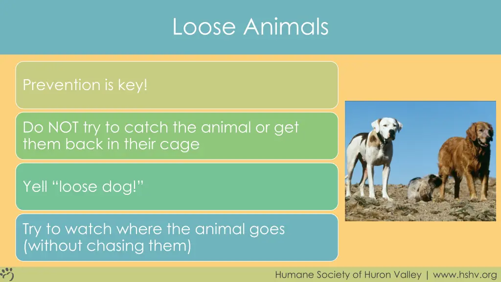 loose animals