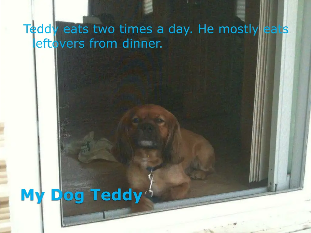 teddy eats two times a day he mostly eats