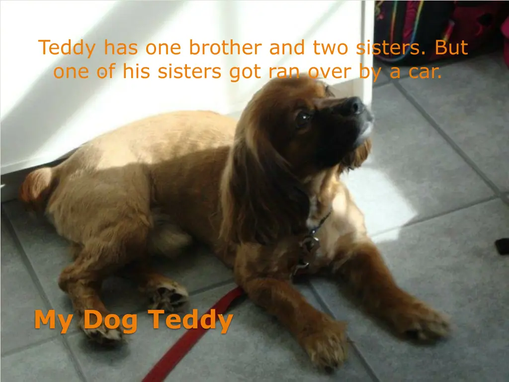 teddy has one brother and two sisters