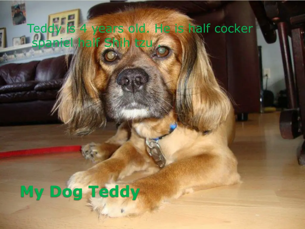 teddy is 4 years old he is half cocker spaniel