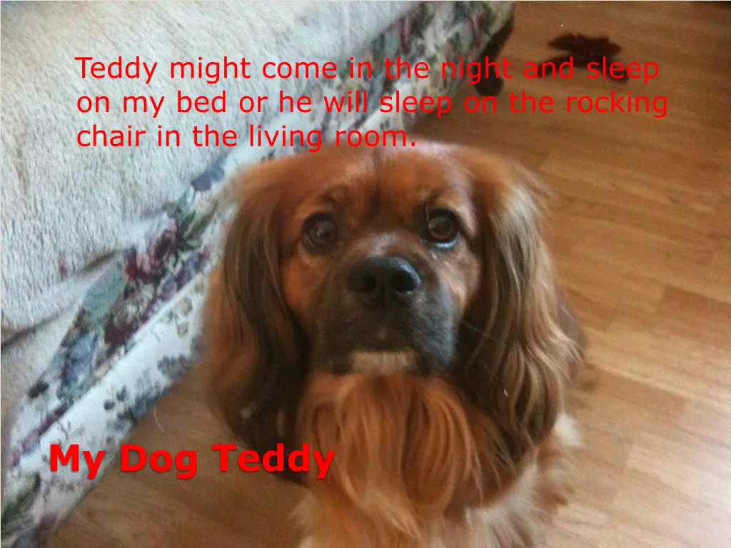 teddy might come in the night and sleep