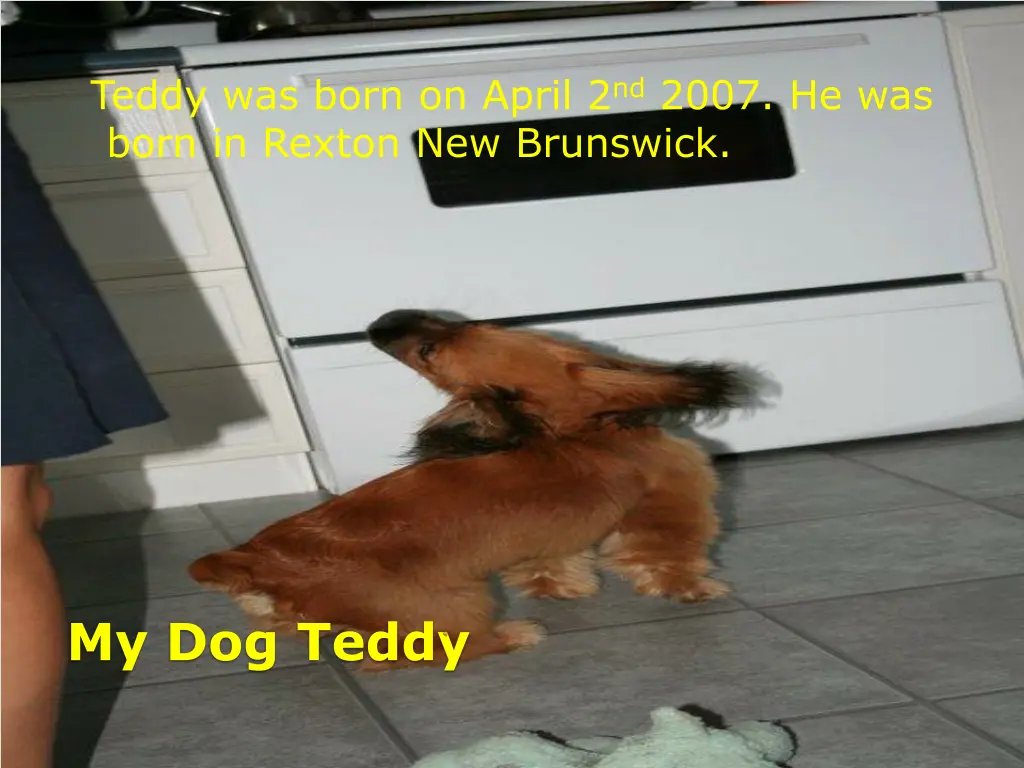 teddy was born on april 2 nd 2007 he was born