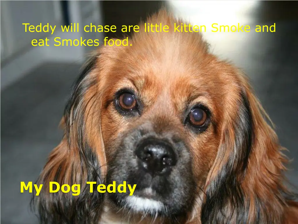 teddy will chase are little kitten smoke