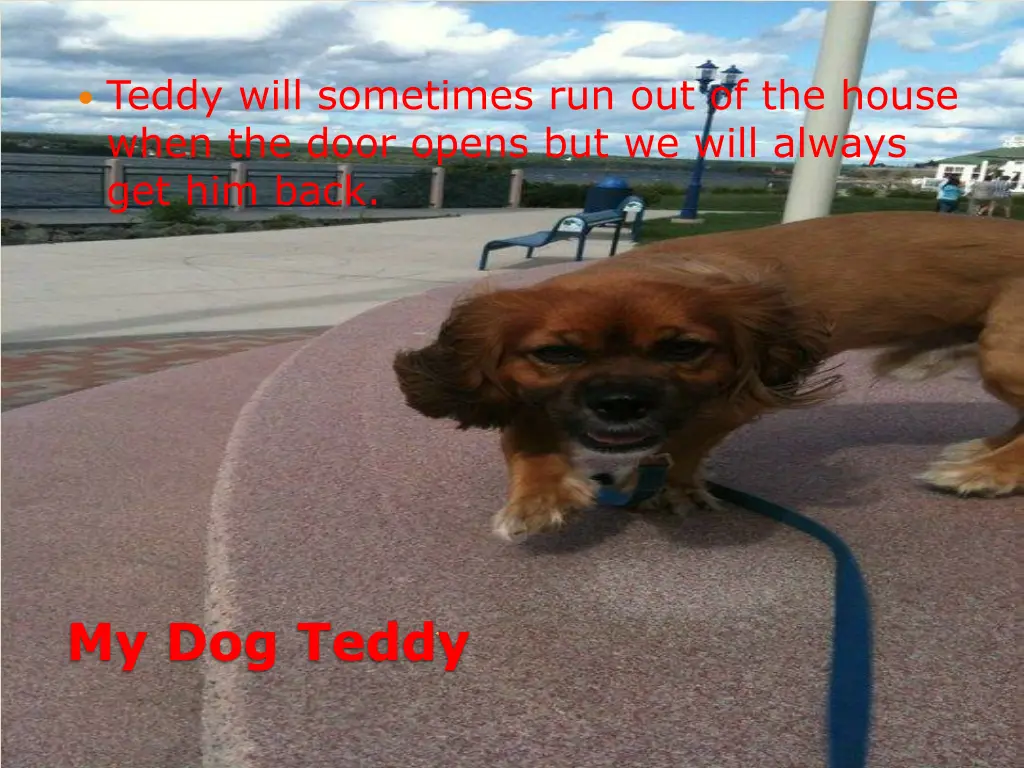 teddy will sometimes run out of the house when