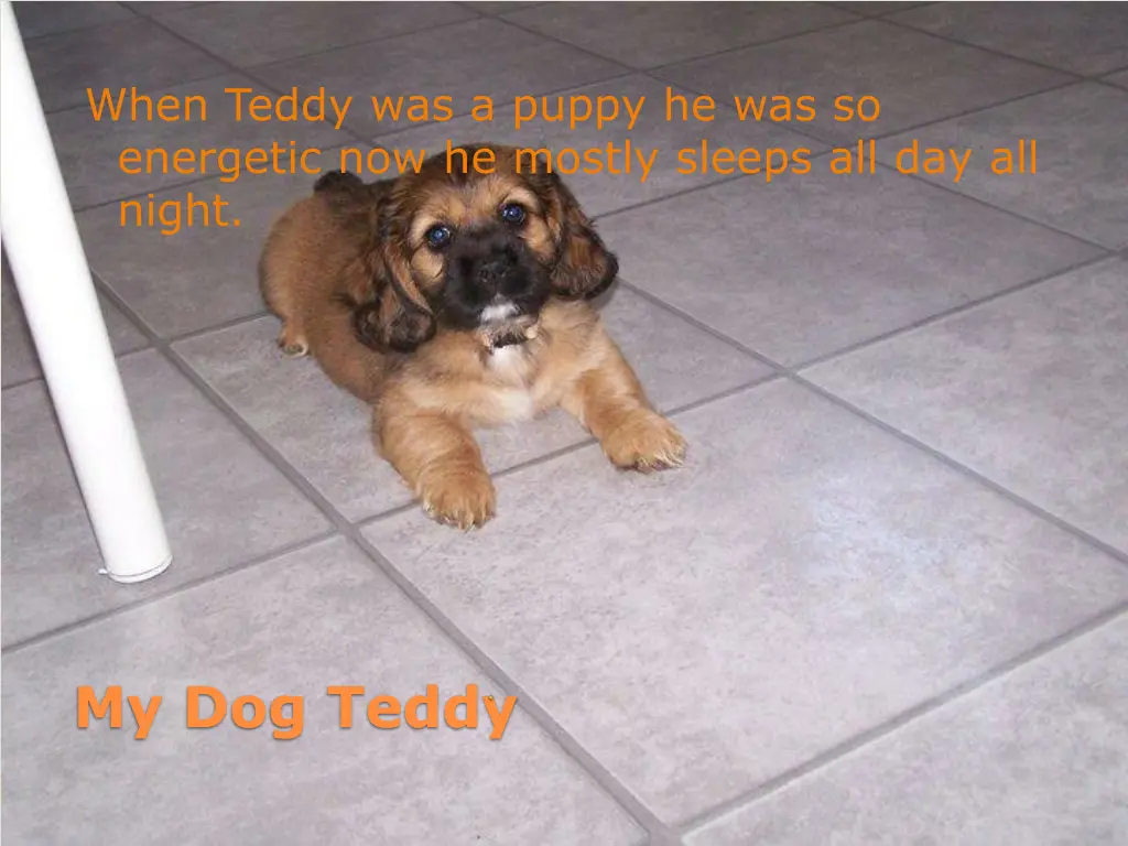 when teddy was a puppy he was so energetic