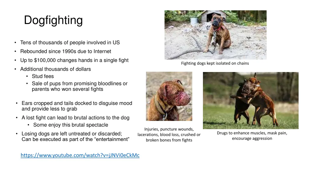 dogfighting