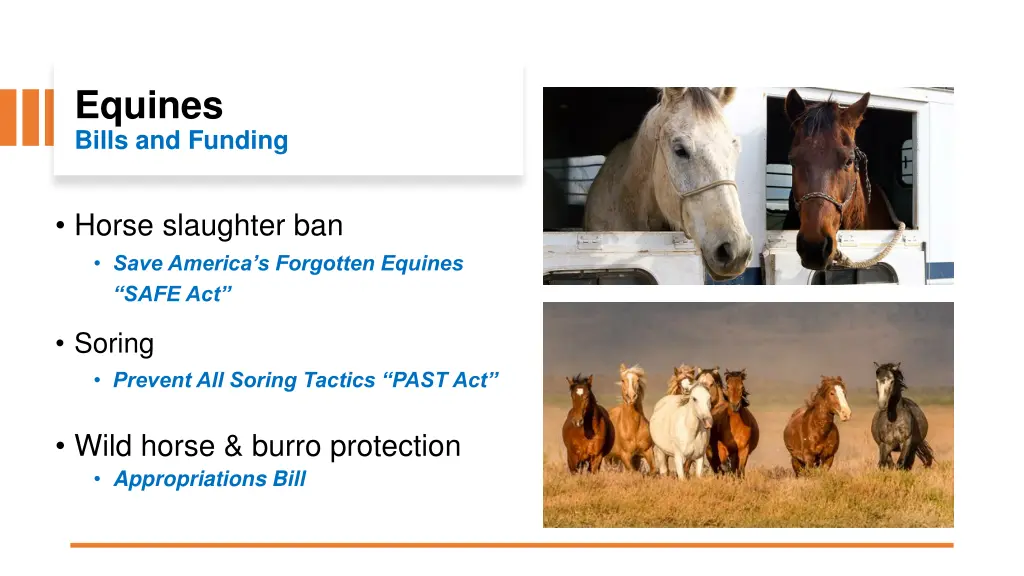 equines bills and funding