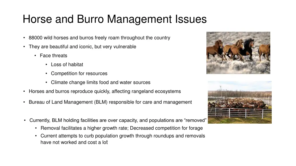 horse and burro management issues