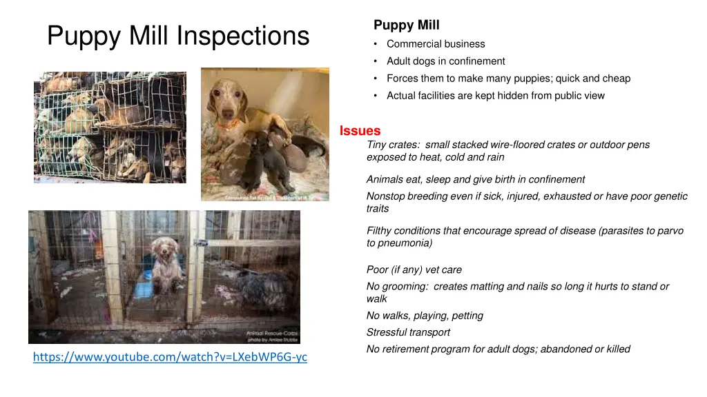 puppy mill commercial business adult dogs