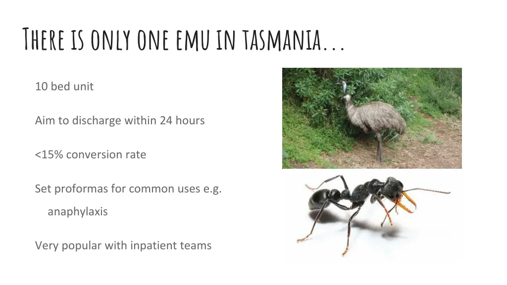 there is only one emu in tasmania