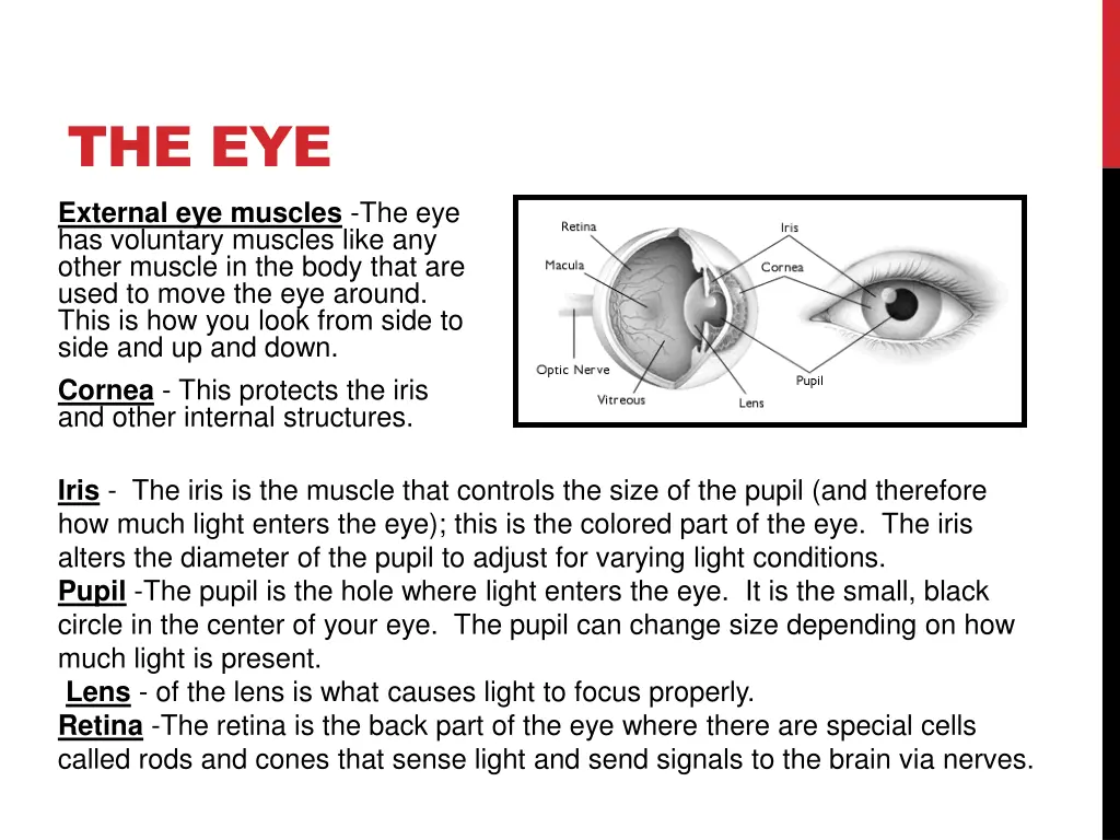 the eye external eye muscles