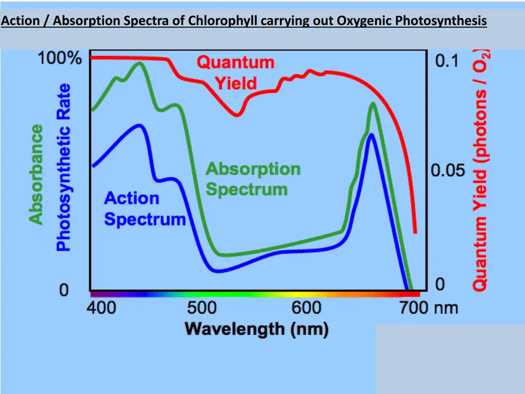 action absorption spectra of chlorophyll carrying