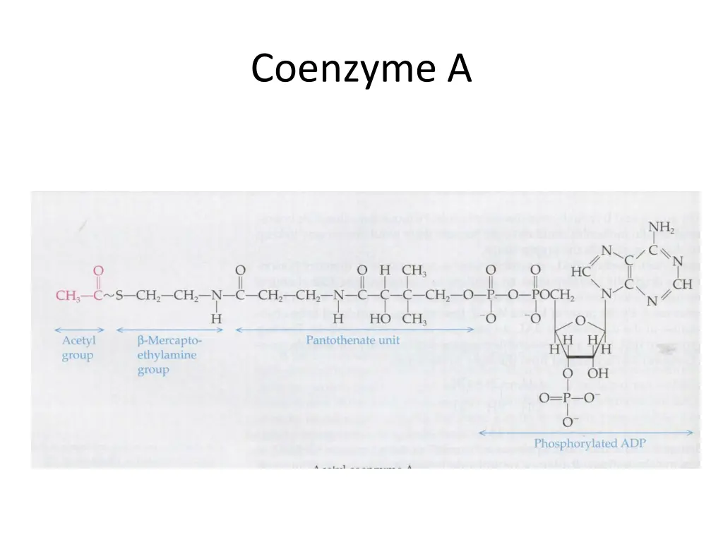 coenzyme a