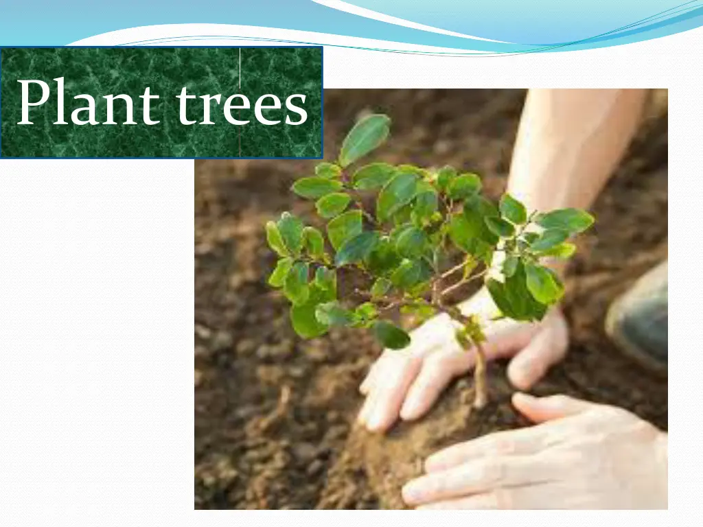 plant trees