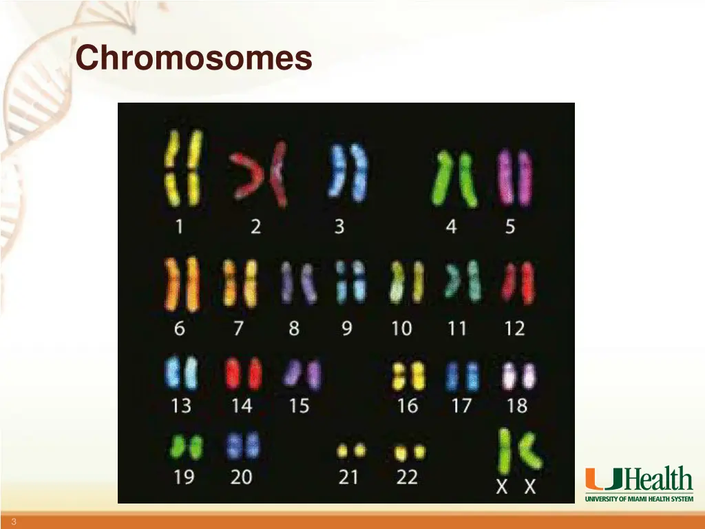 chromosomes